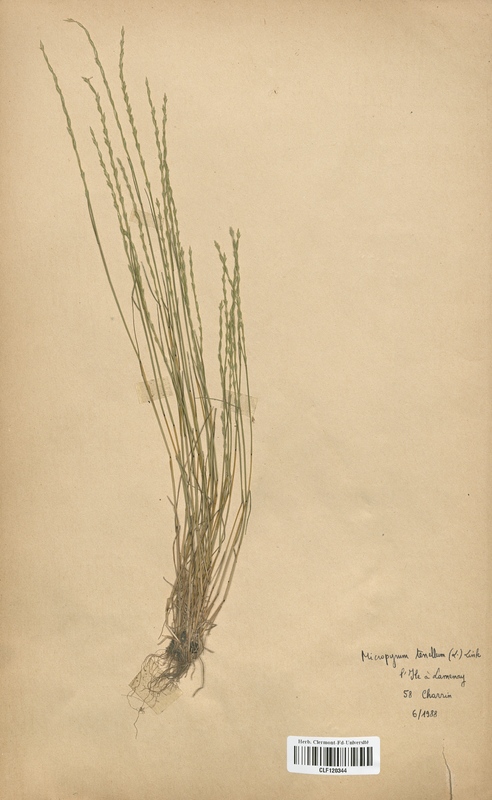 Micropyrum tenellum (Poaceae)
