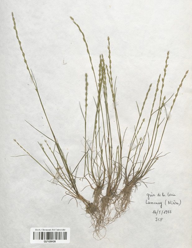 Micropyrum tenellum (Poaceae)
