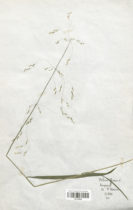 Milium effusum (Poaceae)