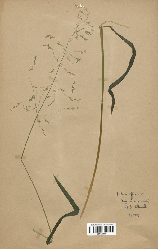 Milium effusum (Poaceae)