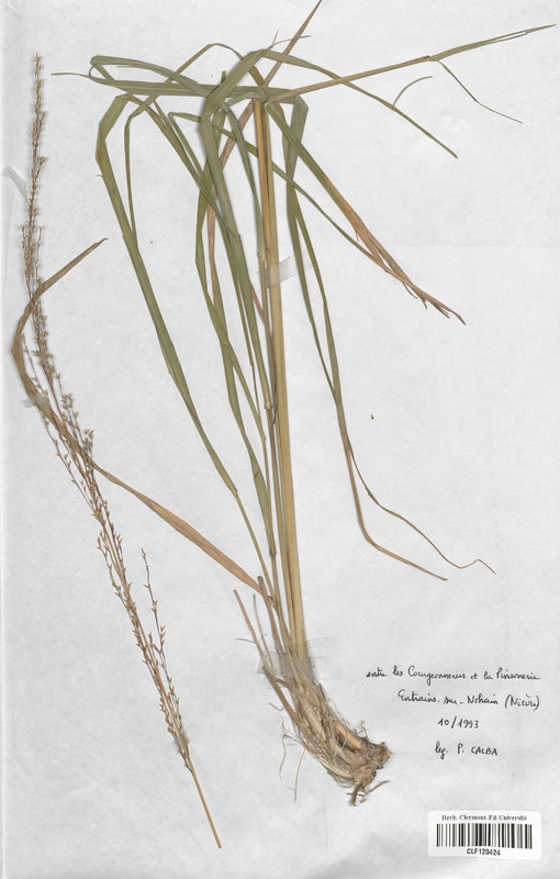 Molinia arundinacea (Poaceae)