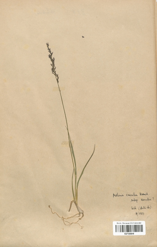 Molinia caerulea (Poaceae)