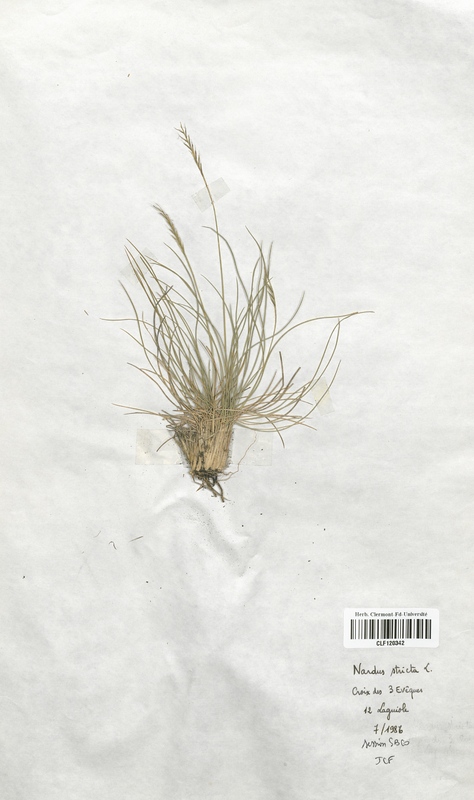 Nardus stricta (Poaceae)