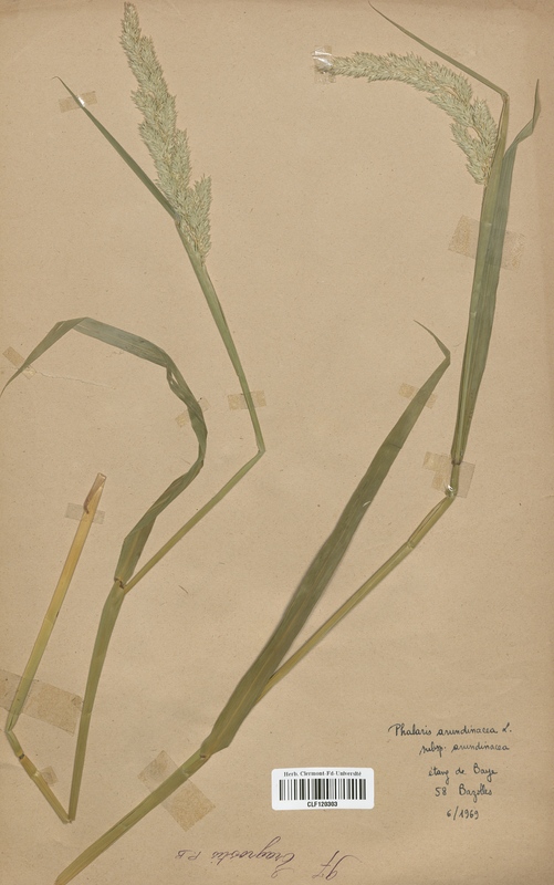 Phalaris arundinacea (Poaceae)