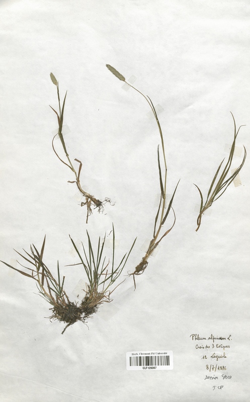 Phleum alpinum (Poaceae)