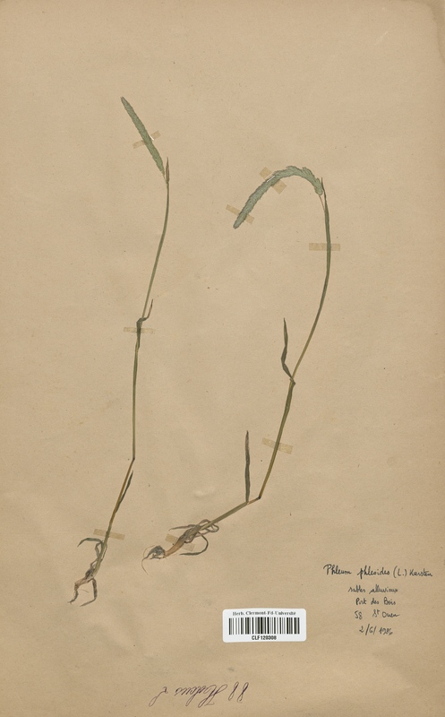 Phleum phleoides (Poaceae)
