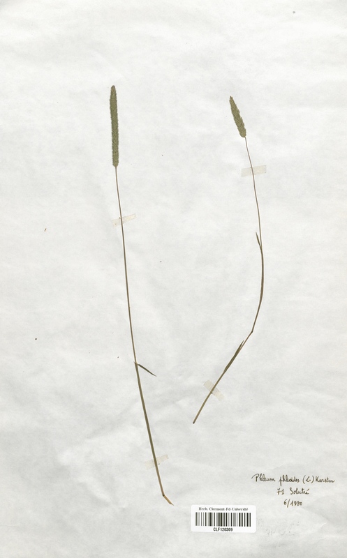 Phleum phleoides (Poaceae)