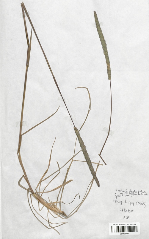 Phleum phleoides (Poaceae)