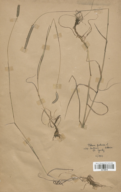 Phleum pratense (Poaceae)