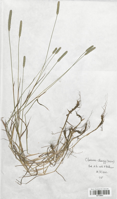 Phleum pratense bulbosum (Poaceae)