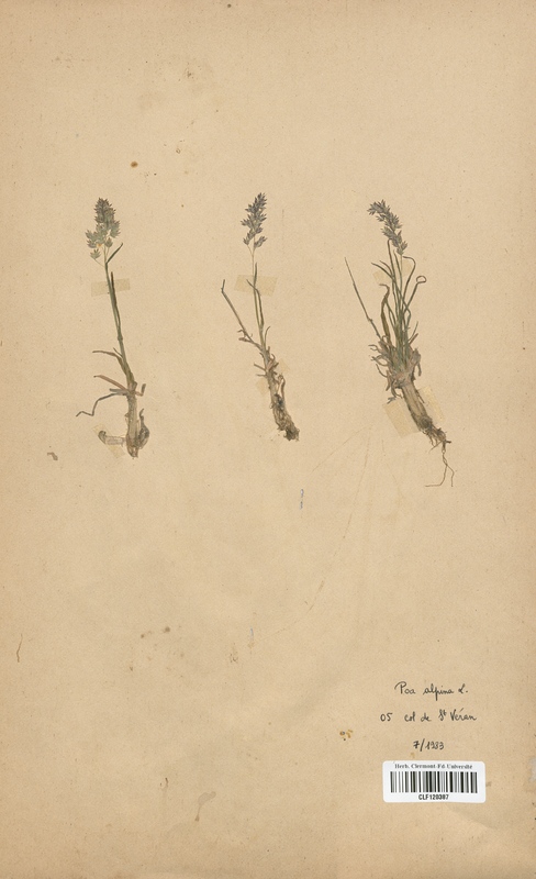 Poa alpina (Poaceae)
