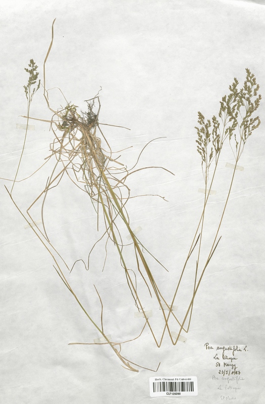 Poa angustifolia (Poaceae)