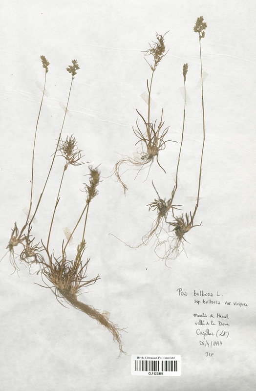 Poa bulbosa (Poaceae)