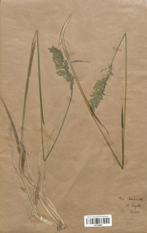 Poa chaixii (Poaceae)