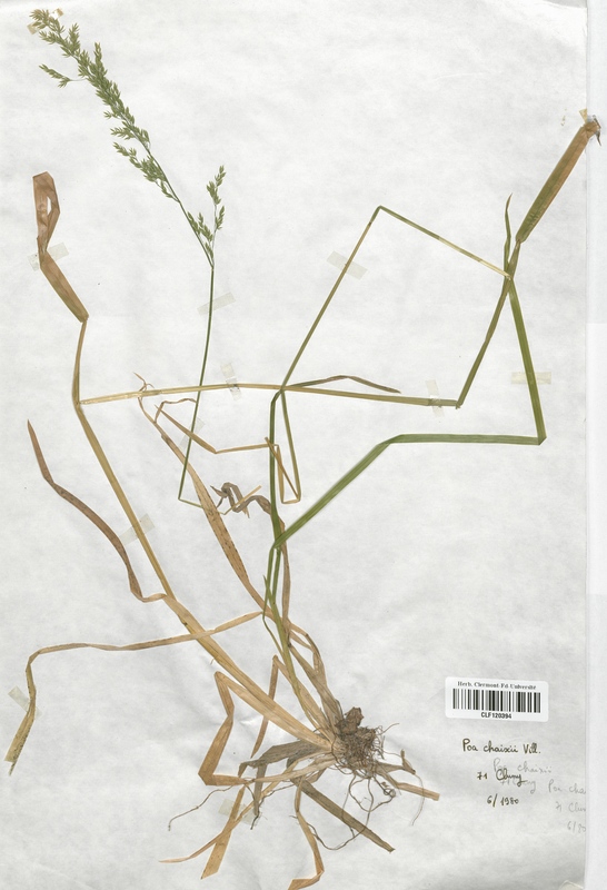 Poa chaixii (Poaceae)