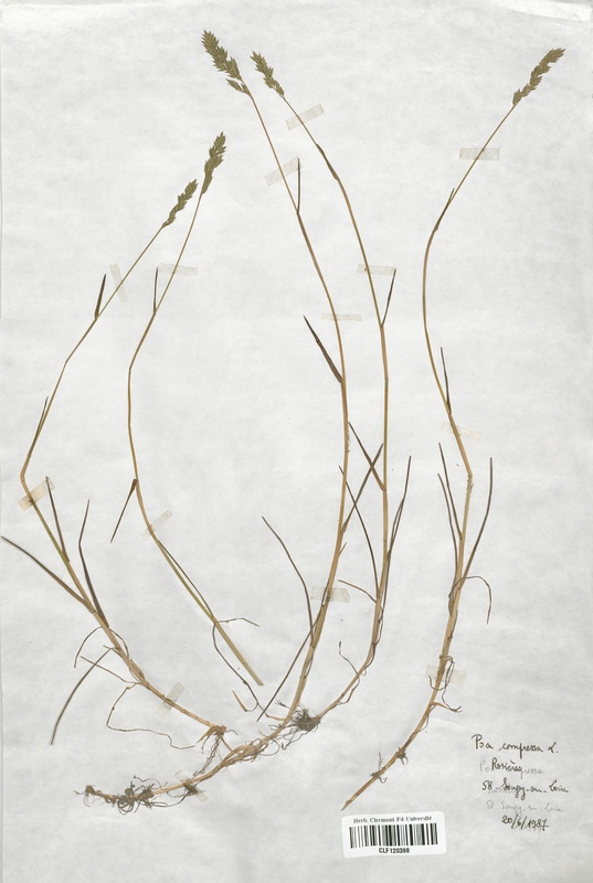 Poa compressa (Poaceae)
