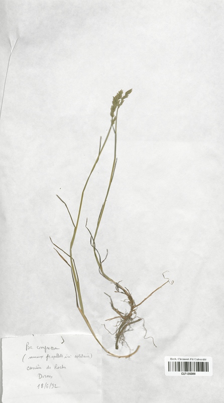 Poa compressa (Poaceae)