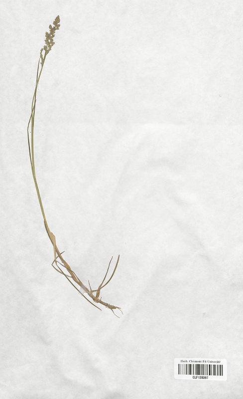 Poa compressa (Poaceae)