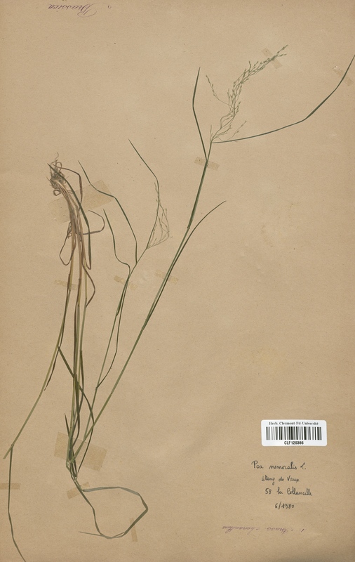 Poa nemoralis (Poaceae)