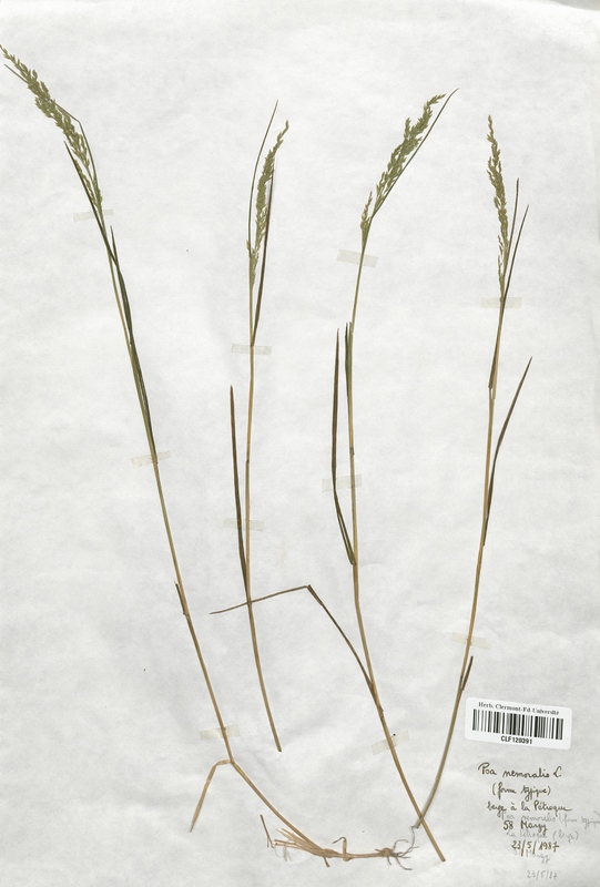 Poa nemoralis (Poaceae)