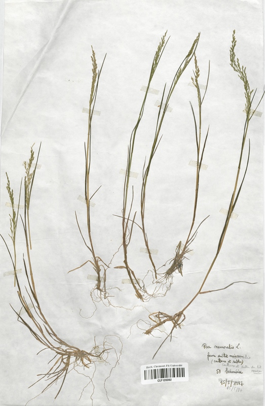 Poa nemoralis (Poaceae)