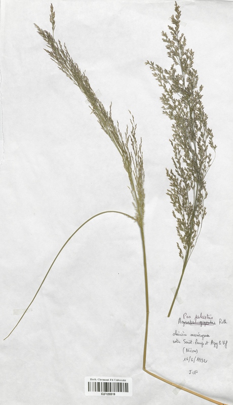 Poa palustris (Poaceae)