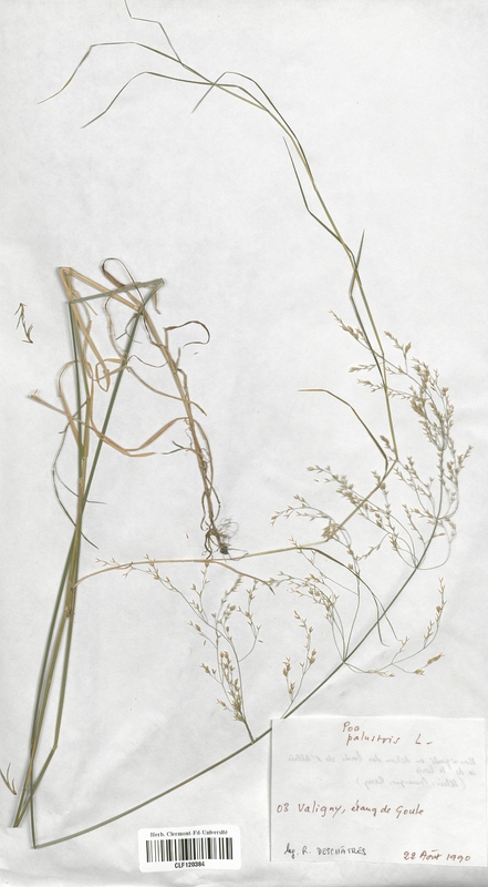 Poa palustris (Poaceae)