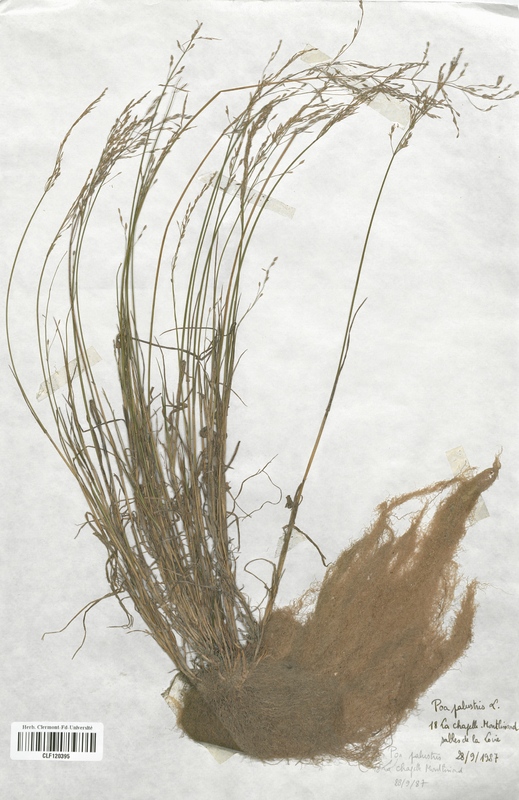 Poa palustris (Poaceae)