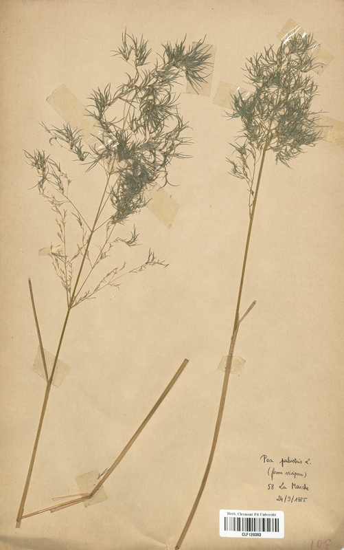 Poa palustris vivipara (Poaceae)