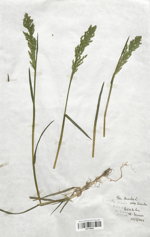 Poa trivialis (Poaceae)