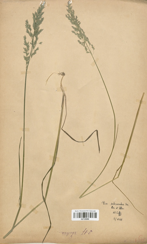 Poa subcaerulea (Poaceae)