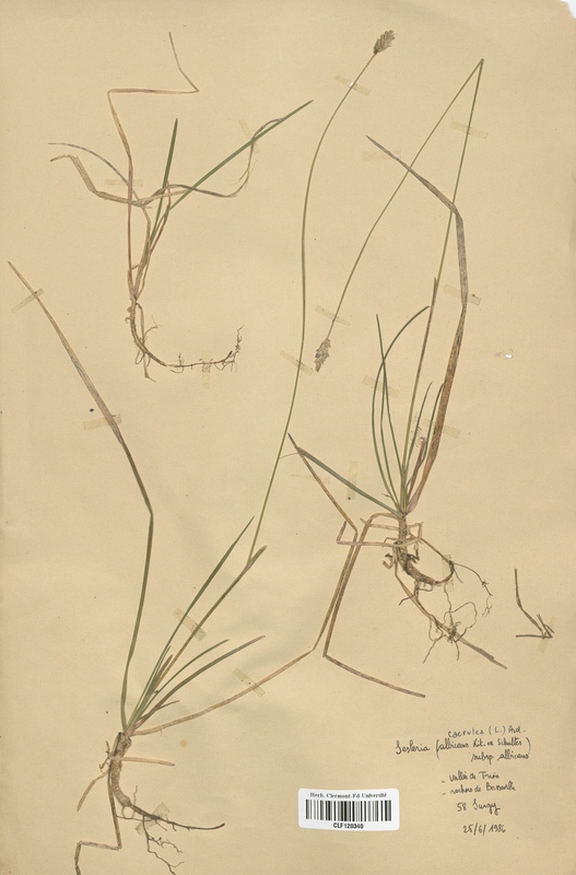 Sesleria albicans (Poaceae)
