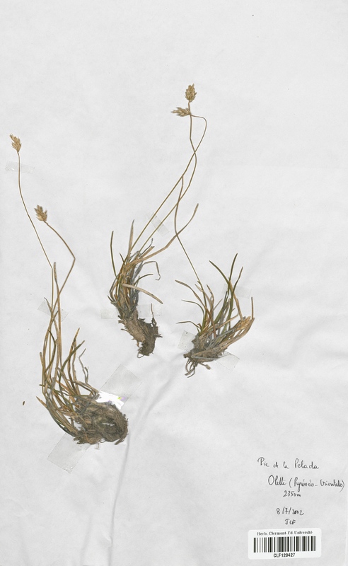 Sesleria caerulea (Poaceae)
