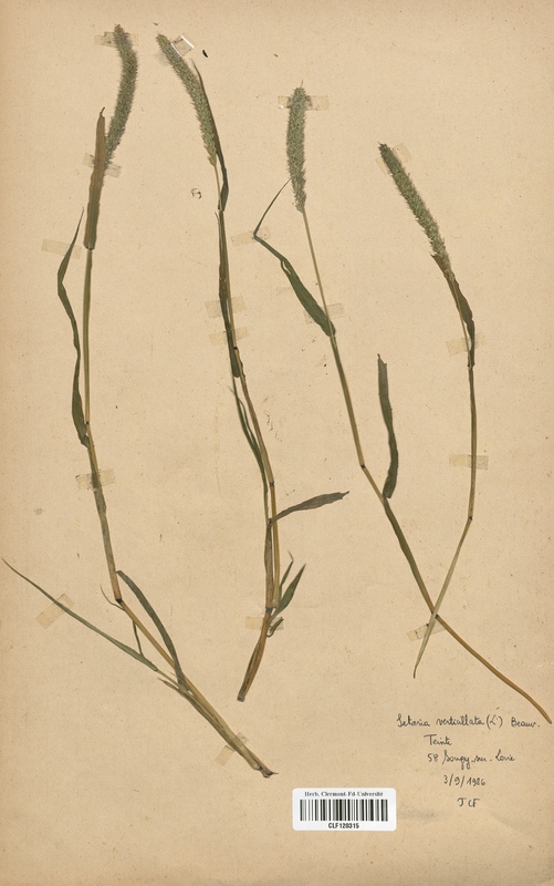 Setaria verticillata (Poaceae)