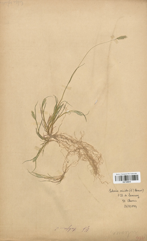 Setaria viridis (Poaceae)