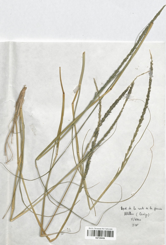 Sporobolus indicus (Poaceae)