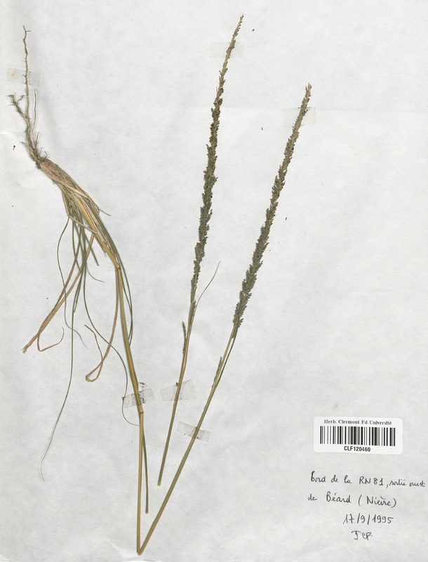 Sporobolus indicus (Poaceae)