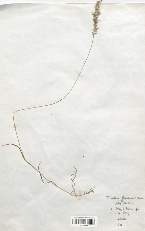Trisetum flavescens (Poaceae)