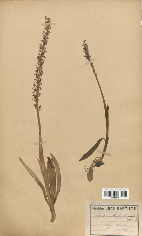 Aceras anthropophorum (Orchidaceae)