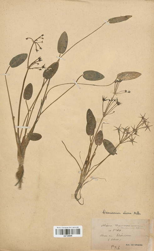 Alisma damasonium (Alismataceae)