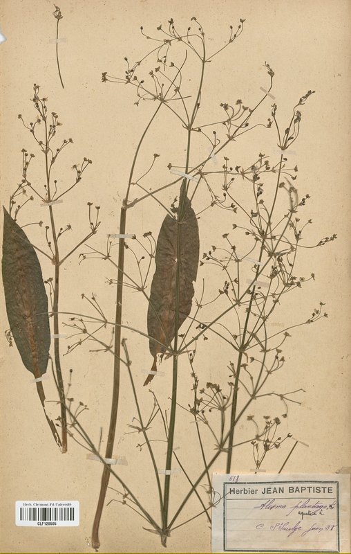 Alisma plantago-aquatica (Alismataceae)