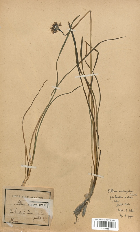 Allium acutangulum (Alliaceae)