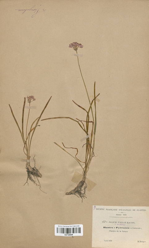 Allium fallax (Alliaceae)