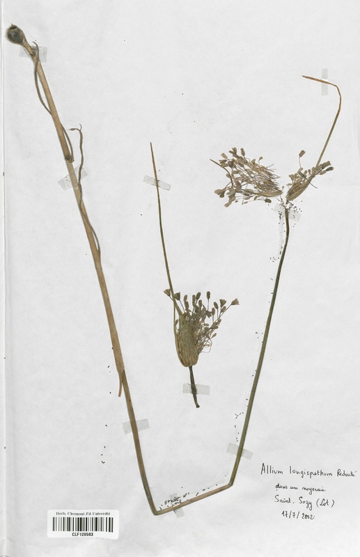 Allium longispathum (Alliaceae)