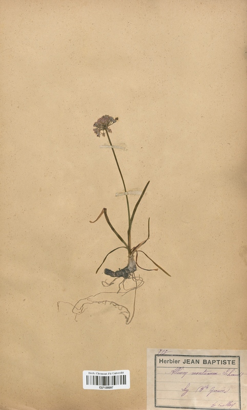 Allium montanum (Alliaceae)