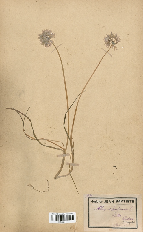 Allium schoenoprasum (Alliaceae)