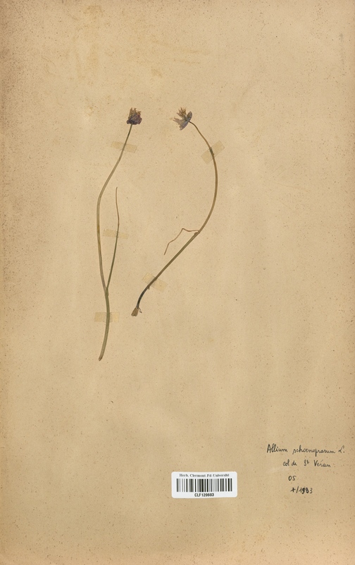 Allium schoenoprasum (Alliaceae)