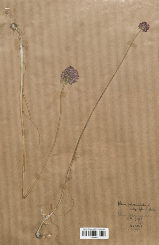 Allium sphaerocephalon (Alliaceae)