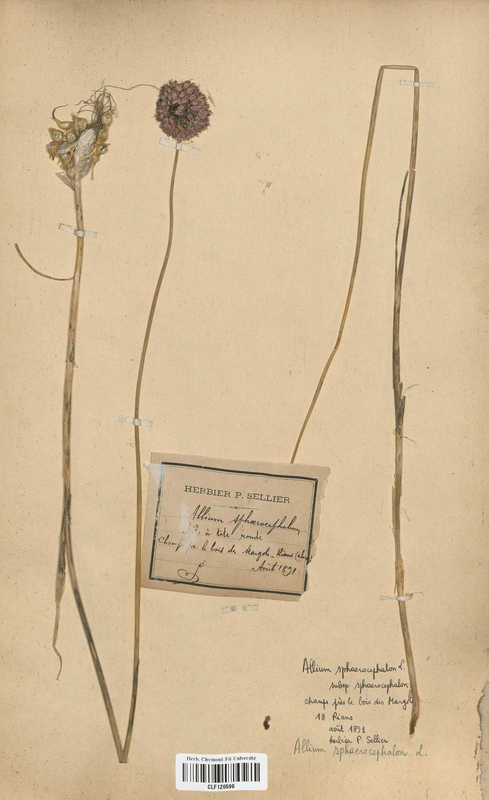 Allium sphaerocephalon (Alliaceae)
