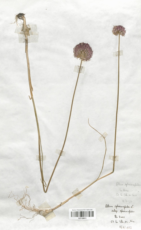 Allium sphaerocephalon (Alliaceae)